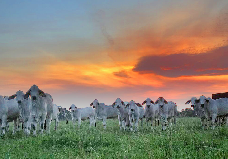 gray-brahman.jpg