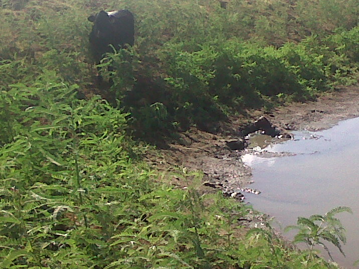 IMG00190-20110731-0940.jpg