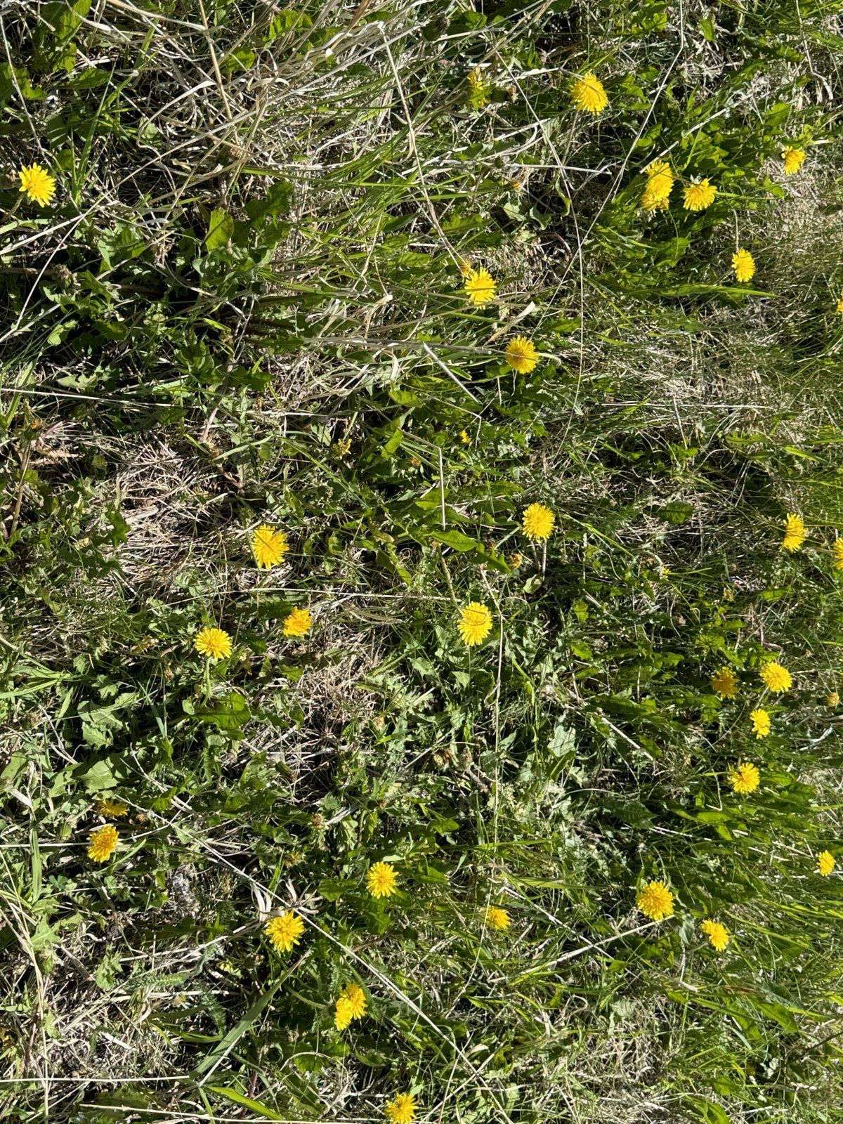 IMG_3151.jpeg