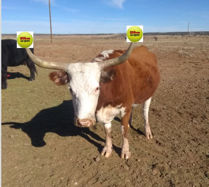 Capture.JPG