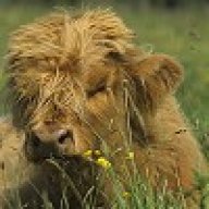Hairy_Highland