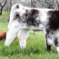 NHR Shorthorns