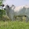 TheBullLady