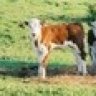 certherfbeef