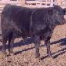cattle_gal