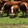 Hobby Hereford