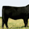 Angus Cattle Shower