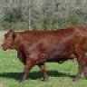 4L Cattle