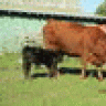 FlyingLSimmentals