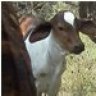 Spotted Brahma