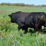 limftw