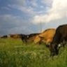 Cibster