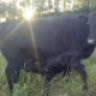 Angus106