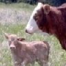 Texas Ranch Man
