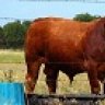 East Caney