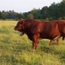 Ohrmundt Simmentals