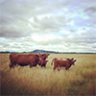 RoppFamilyFarm
