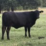 livetoranch