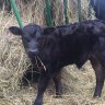 Ridgefarmer63
