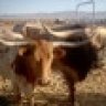 rancherswife