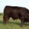 Limomike