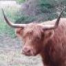 Highland Girl