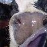 heifer_fitter