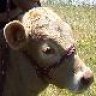 dent_ranch