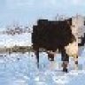SaskHerf