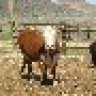 Sharp_Ranch