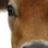 onthehoof