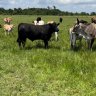 AldacoCattle