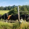 Raycountry