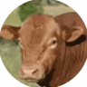 SoilBuilder