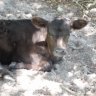 Cowsout