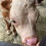cowlady1123