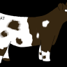 I❤️shorthorns