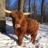 Cowman42