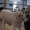 cattle gal