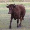 Little Cow
