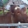 cattleluvr18