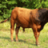 cow_girl_675