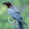Black Crow