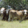 Needmore Land and Cattle