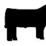 show steer up