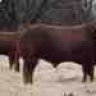 Red Bull Breeder