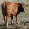 MO_cows