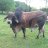 LauraleesFarm