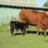 FlyingLSimmentals