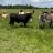 AldacoCattle